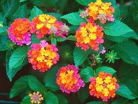 366日 誕生花の辞典 10月の誕生花 誕生花の図鑑