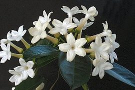 366日 誕生花の辞典 3月の誕生花 誕生花の図鑑 366日 誕生花の辞典 3月の誕生花 誕生花の図鑑