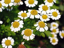 366日 誕生花の辞典 ６月の誕生花 誕生花の図鑑