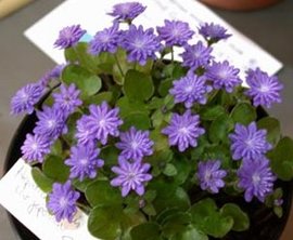 366日 誕生花の辞典 花の名前 ま行 誕生花の図鑑 366日 誕生花の辞典 花の名前 ま行 誕生花の図鑑