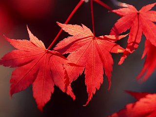 １０月３日の誕生花は「モミジ」