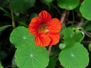 ４月６日の誕生花は「ナスタチウム」