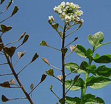 1月１７日の誕生花は「ナズナ」