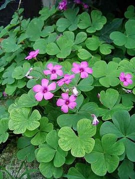 366日 誕生花の辞典 10月の誕生花 誕生花の図鑑