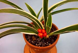 １月２４日の誕生花は「オモト」