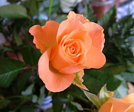 １１月１５日の誕生花は「薄いオレンジ色のバラ」
