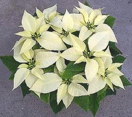１１月１８日の誕生花「ポインセチア(白）」