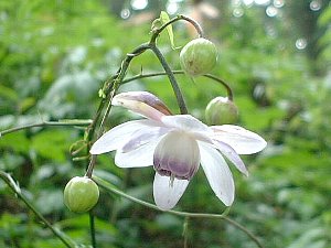 ９月４日の誕生花は レンゲショウマ 366日 誕生花の辞典 誕生日の花言葉の図鑑