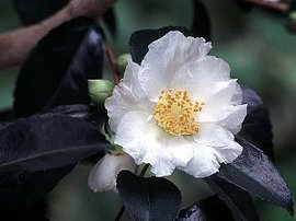 366日 誕生花の辞典 11月の誕生花 誕生花の図鑑