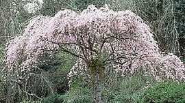 366日 誕生花の辞典 花の名前 さ行 誕生花の図鑑