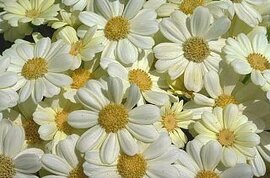 １２月１８日の誕生花は「白いシネラリア」