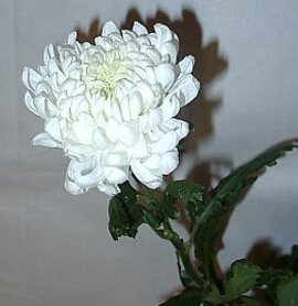 ９月９日の誕生花は「白いキク」