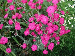 ６月１８日の誕生花は スイセンノウ 366日 誕生花の辞典 誕生日の花言葉の図鑑