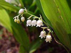366日 誕生花の辞典 １年間の花ことば 花言葉 誕生日の花の図鑑