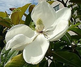 366日 誕生花の辞典 ６月の誕生花 誕生花の図鑑