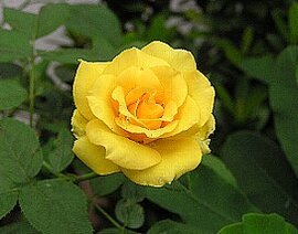 ９月２３日の誕生花は「黄色いバラ」